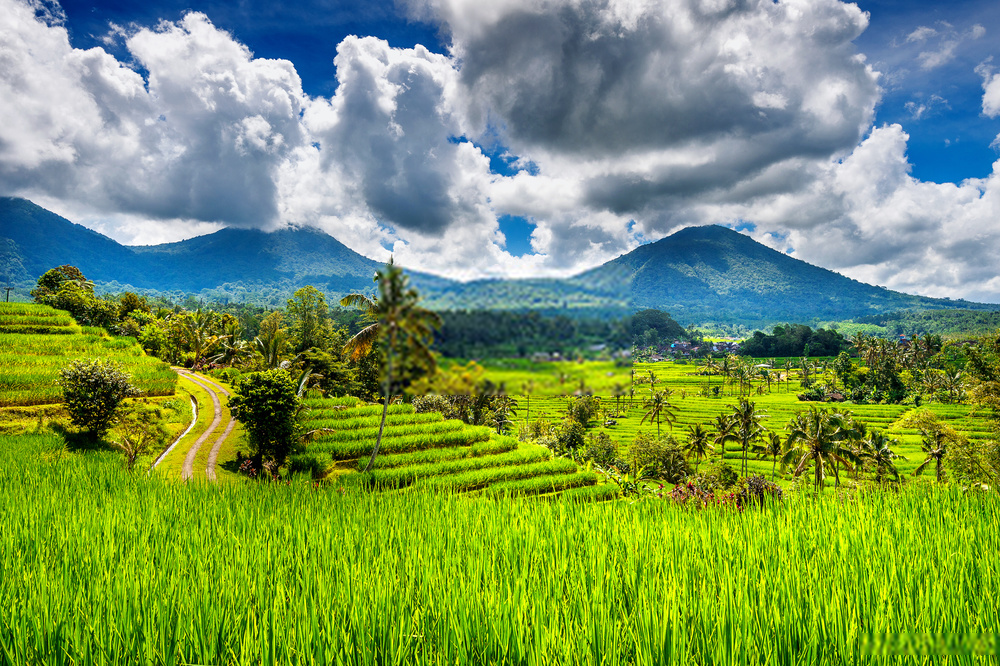 Tempat Liburan di Bali: Tegalalang Rice Terrace